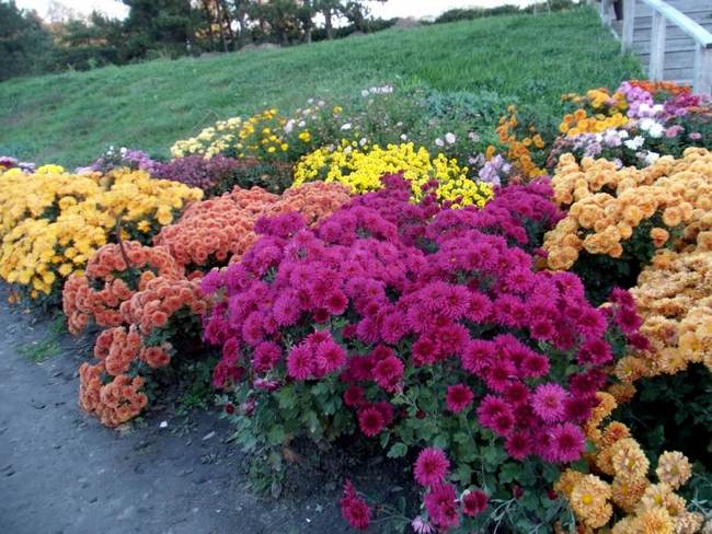Цветик-семицветик: Ландшафт из цветов в вашем саду