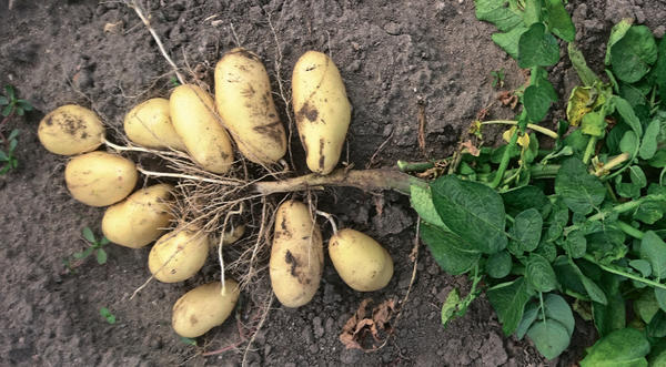 Выбираем сорта картофеля: урожайные отечественные новинки