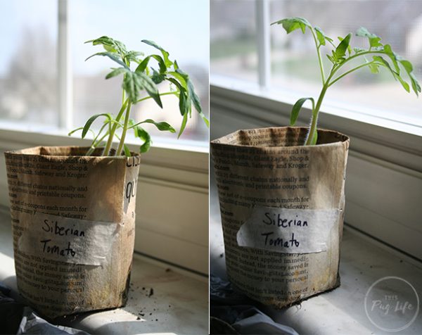 Thinning-Seedlings
