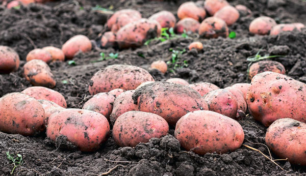 Выбираем сорта картофеля: урожайные отечественные новинки