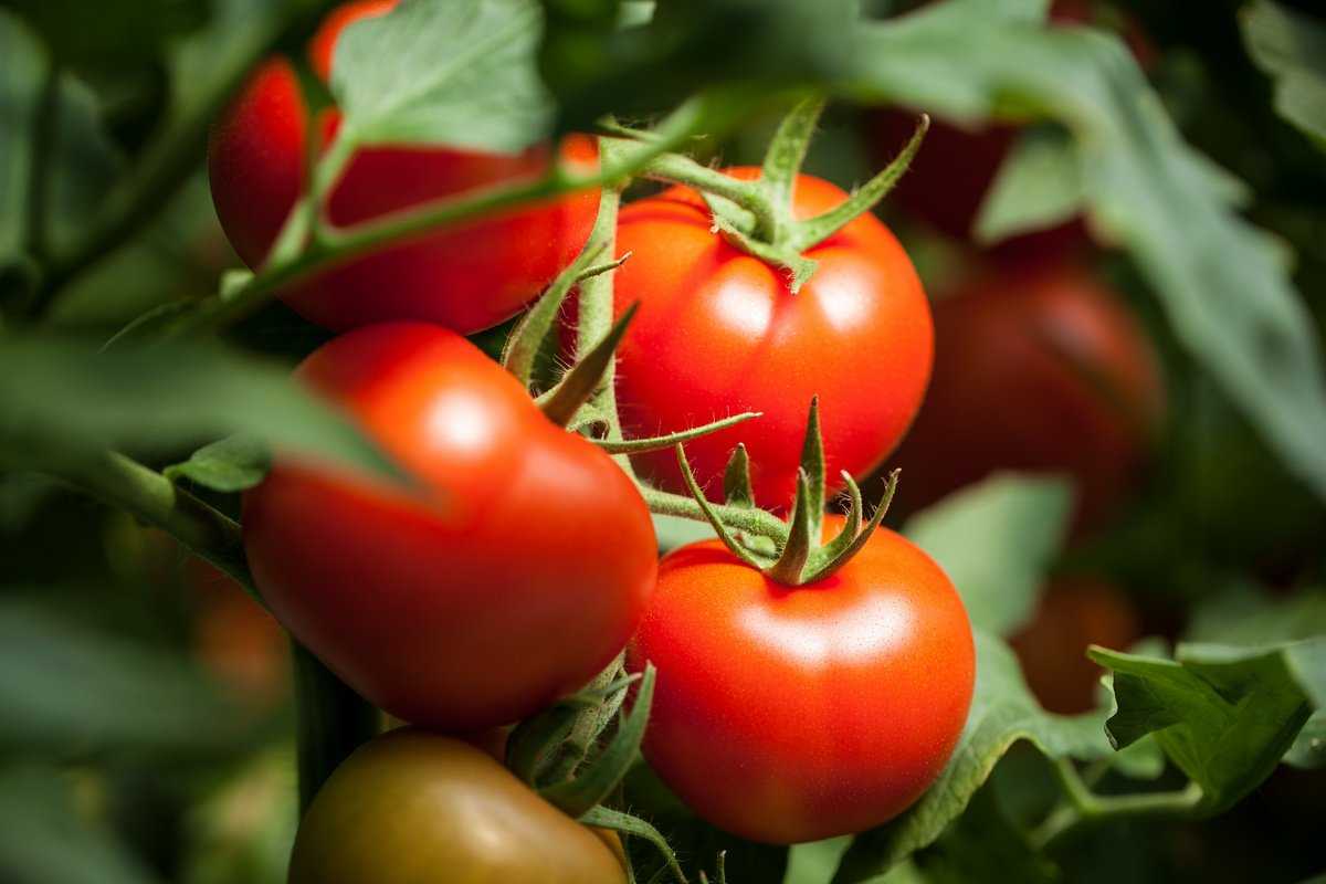 Формирование томатов: фото, видео, как продлить плодоношения