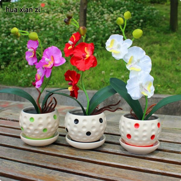 online buy wholesale orchid plant from china orchid plant with wholesale orchid plants