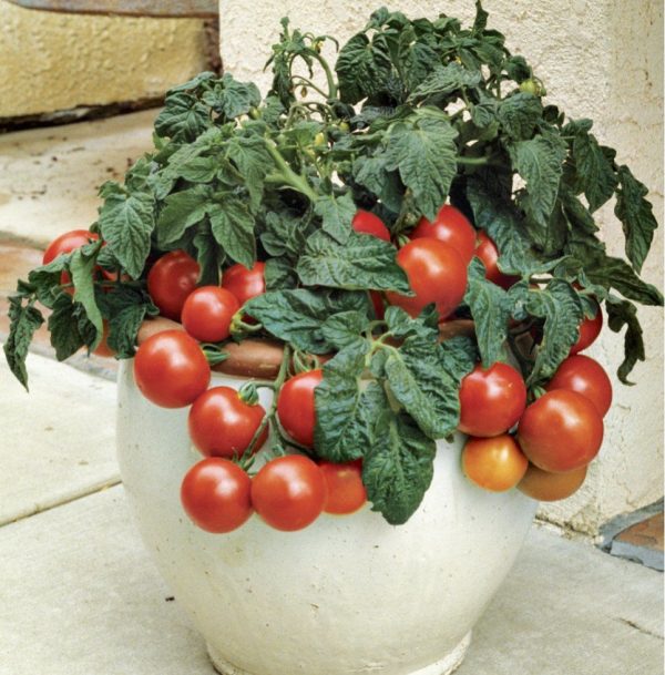 tomat-kimnatniy-balkoni-red-f1-66962496610894