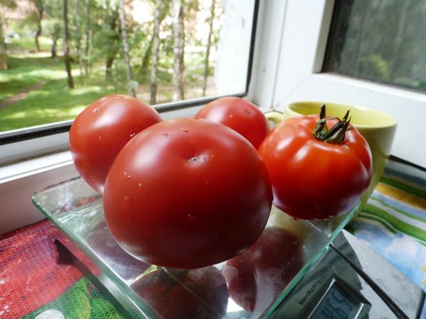 tomaty-serii-nepas-osobennosti-i-raznovidnosti-15