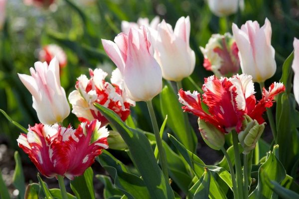 Как размножить тюльпаны — Чисто в доме