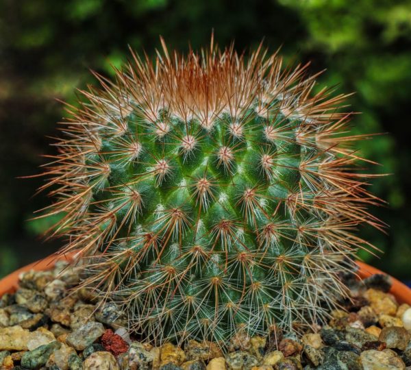 Grunt-dlya-kaktusov