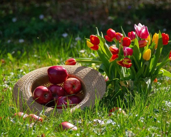Весенняя посадка тюльпанов: сажаем вовремя и правильно