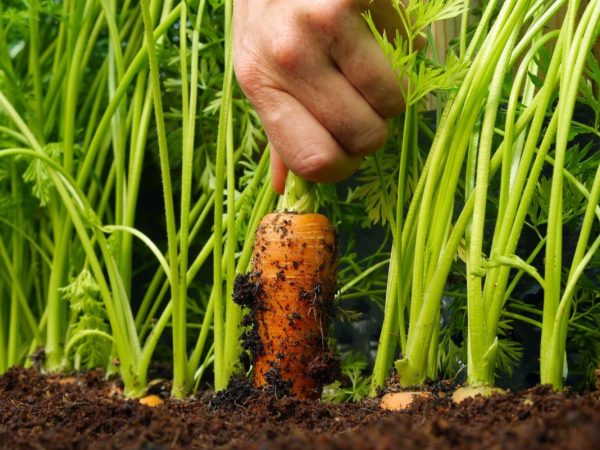 Как вырастить крупную и сладкую морковь? Приёмы, агротехника ...