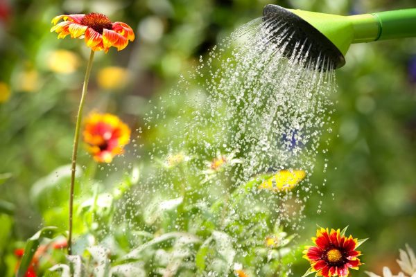 Правила полива декоративных растений. Как правильно поливать цветы ...