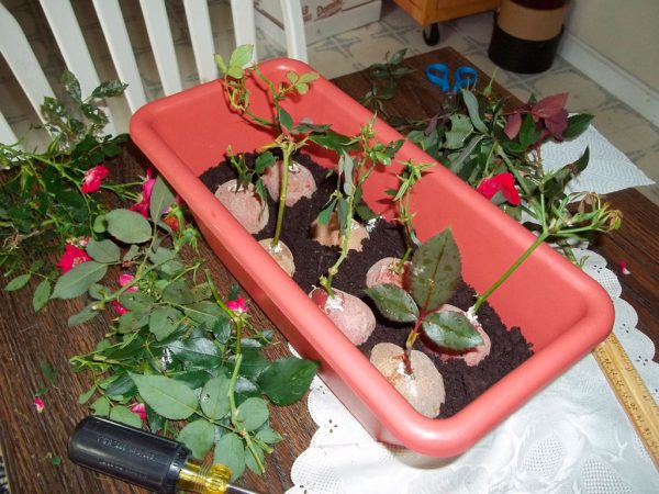 Размножение роз черенками в домашних условиях из букета, способ ...
