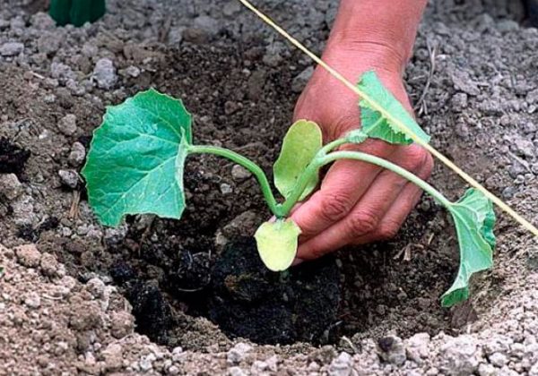 Дыня: выращивание в открытом грунте, посадка и уход, болезни и ...