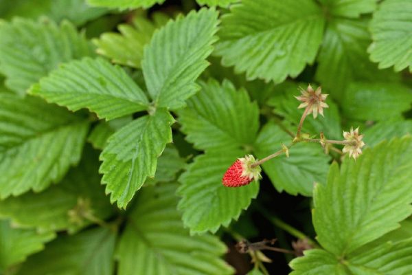 Leaves Wild strawberry - Flickr - nekonomania