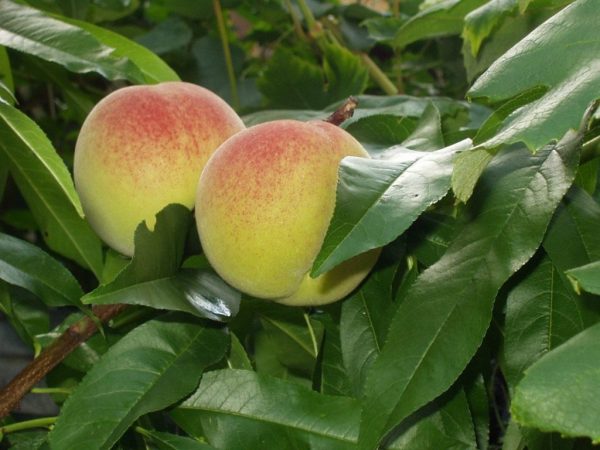 Peach-1