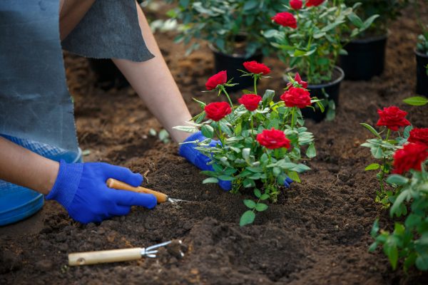 Посадка роз весной: когда и как сажать - Дача Сегодня