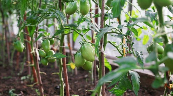 Чем подкармливать помидоры в теплице, чтобы был хороший урожай ...
