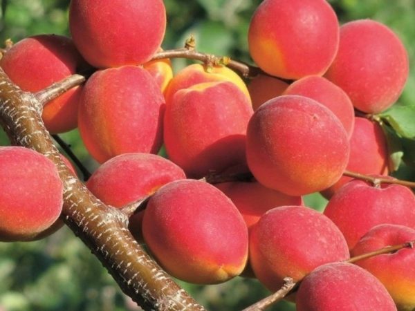 Сладкое чудо: гибриды абрикоса с черными и розовыми плодами