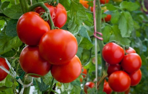 pomidori-posadka-i-uhod-v-otkritom-grunte 9-1-1024x651-1