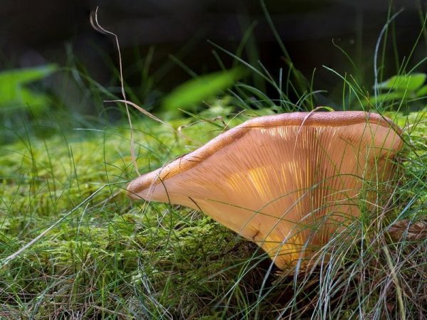 Как вырастить грибы в саду или на даче | РАСТЮНЬКА