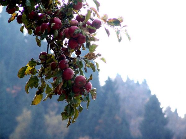 Яблочному городу нужны яблочные заповедники и яблочная "религия" -  Informburo.kz