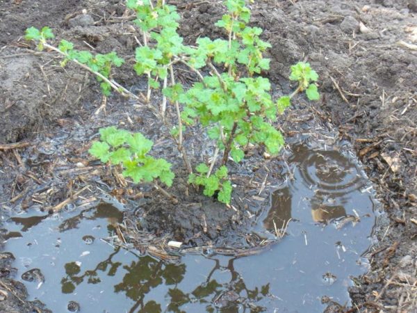 Чем подкормить кусты смородины и крыжовника осенью: подходящие удобрения | Садоводство, Садовые деревья, Растения
