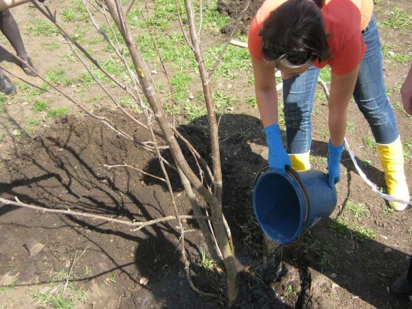 Как посадить саженцы деревьев. Советы для всех садоводов России