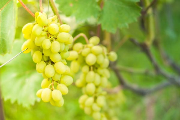 Схема подкормок винограда от саженца до урожая — Ботаничка.ru