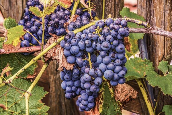 Как выращивать виноград в Приволжье – советы «Зеленой грядки» — AgroXXI