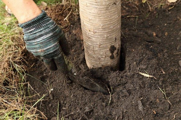 Обработка сада осенью – эффективные приемы против болезней и вредителей | В  саду (Огород.ru)