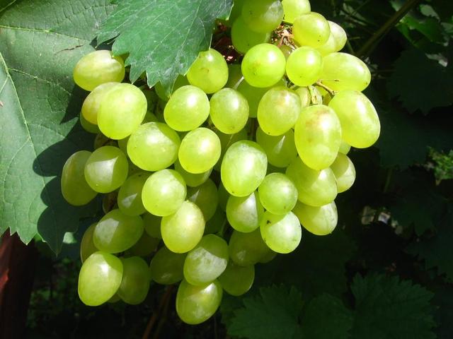 Описание сорта винограда Алешенькин, посадка весной, выращивание и уход