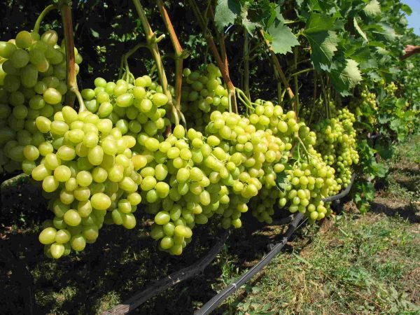 Калийные удобрения для винограда осенью