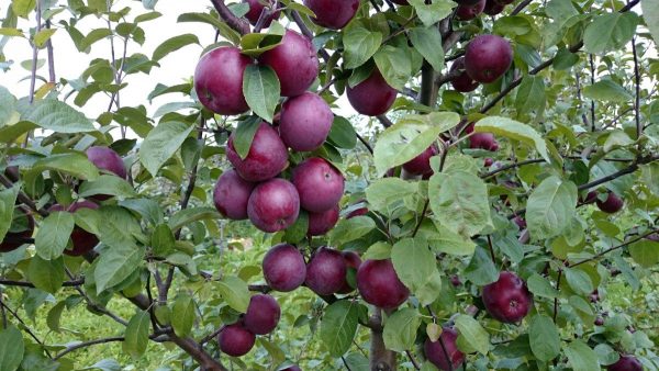 Лучшие зимние сорта яблони, в том числе для различных регионов, с  описанием, характеристикой и отзывами