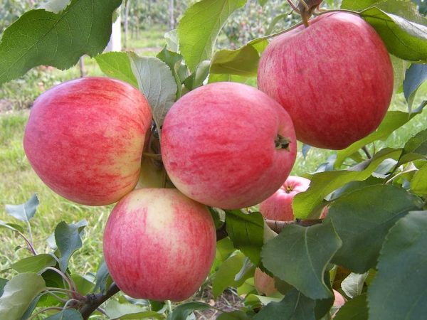 Яблоня — посадка, уход, выращивание и сорта | Советы садоводам и огородникам