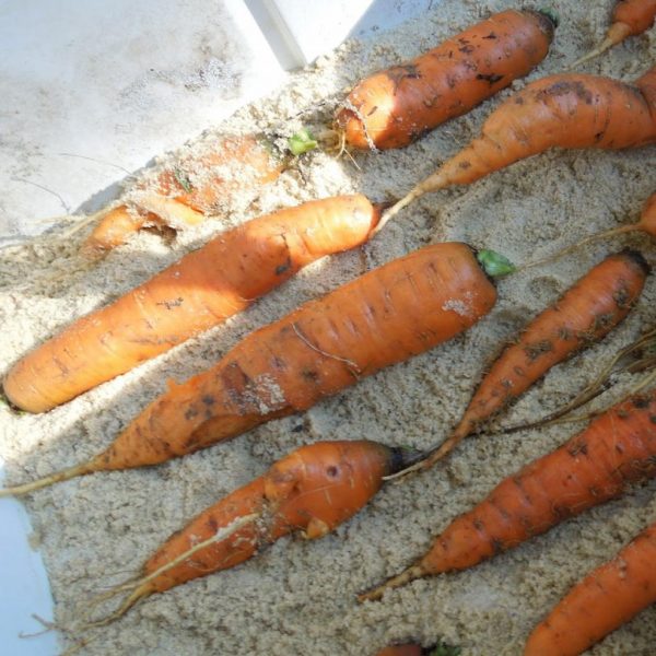 Как правильно хранить зимой морковь: лучшие и эффективные способы хранения  корнеплодов в погребе | Lifestyle | Селдон Новости