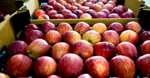 Яблоки: секрет зимнего хранения свежих фруктов | SM.News