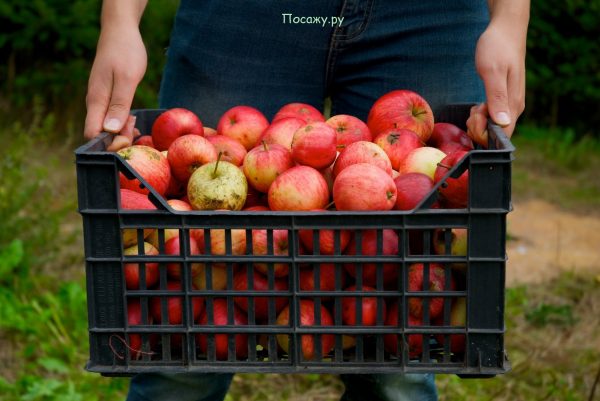 Как сохранить урожай яблок в домашних условиях