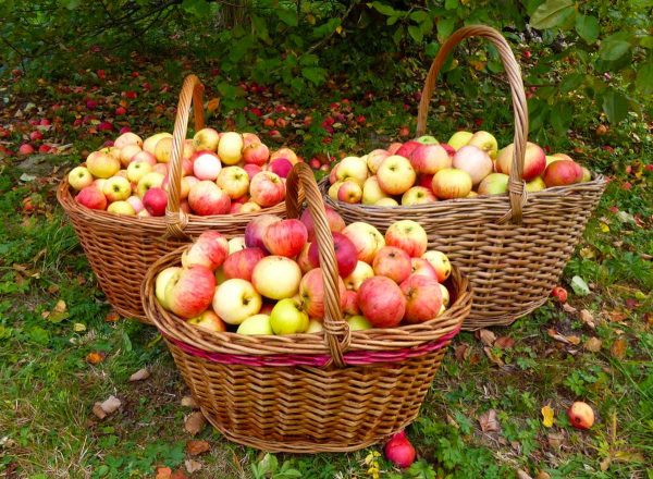 7 секретов, как правильно хранить яблоки