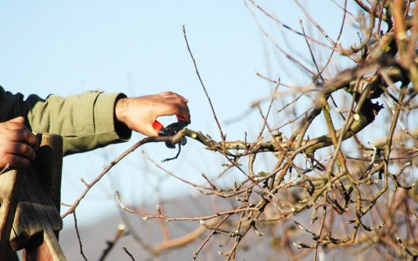 Как правильно обрезать яблоню весной – советы начинающим садоводам | В саду  (Огород.ru)