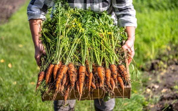 Все о выращивании моркови – подробная инструкция для начинающих | На грядке  (Огород.ru)