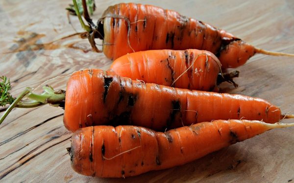 Болезни моркови при хранении | На грядке (Огород.ru)