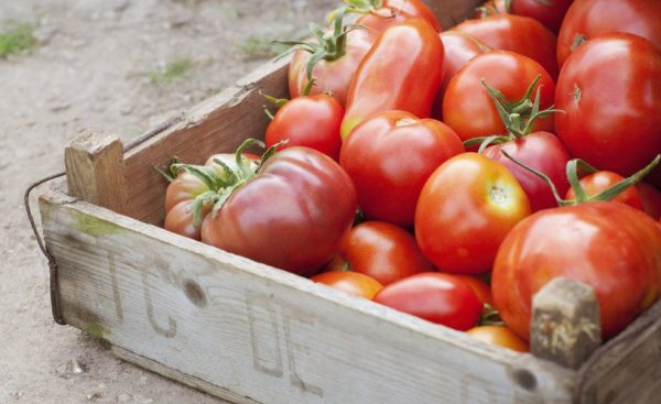 Как правильно дозарить и хранить томаты? Фото — Ботаничка.ru