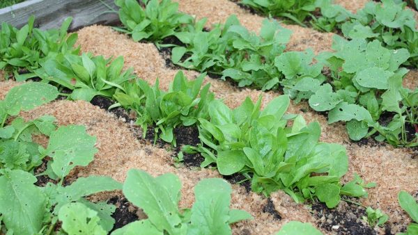 Опилки как удобрение и мульчирование почвы, использование и приготовление  компоста - Почва.нет