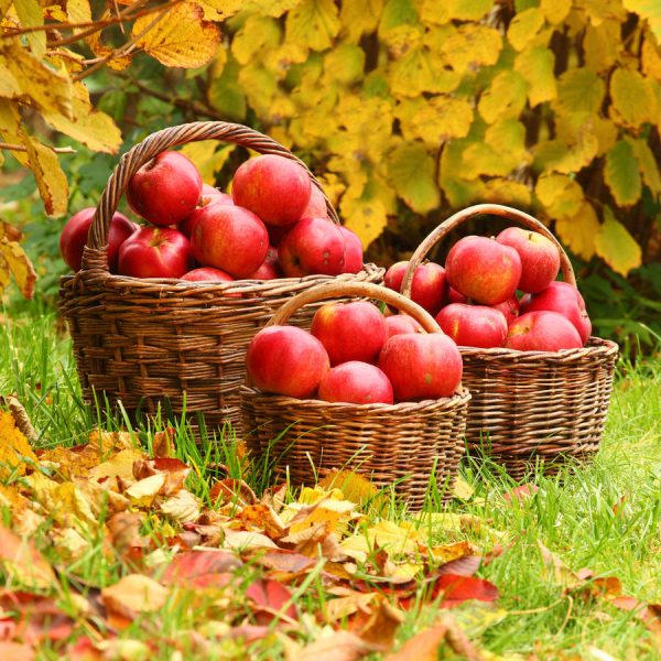 Как сохранить яблоки до весны » BEST - Все самое лучшее в сети