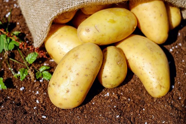 Готовим погреба: как правильно выбрать место для хранения картофеля