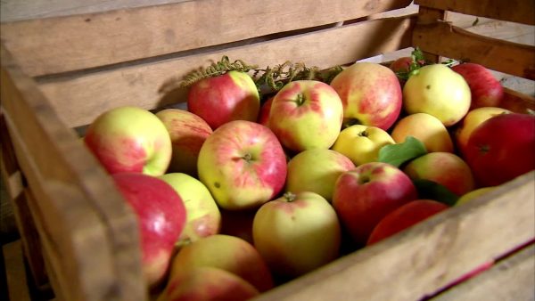 Как хранить яблоки на зиму в домашних условиях, правила и советы